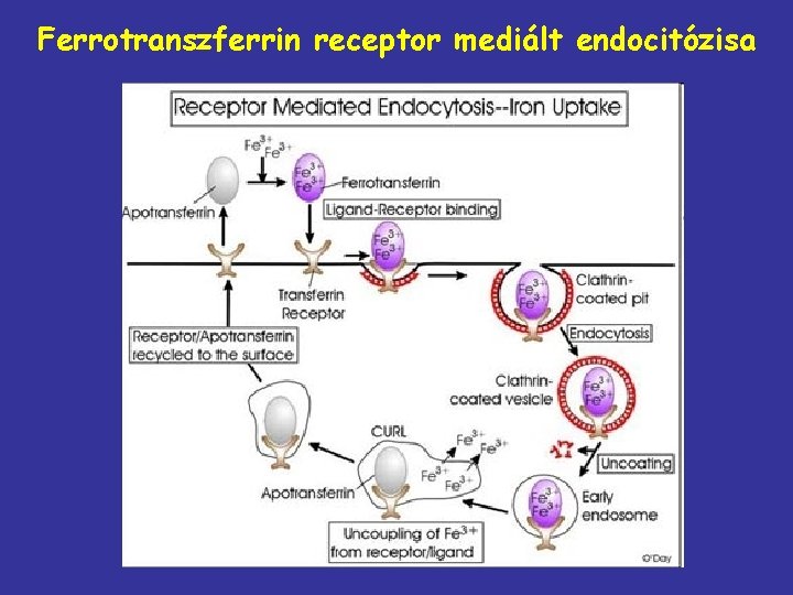 Ferrotranszferrin receptor mediált endocitózisa 