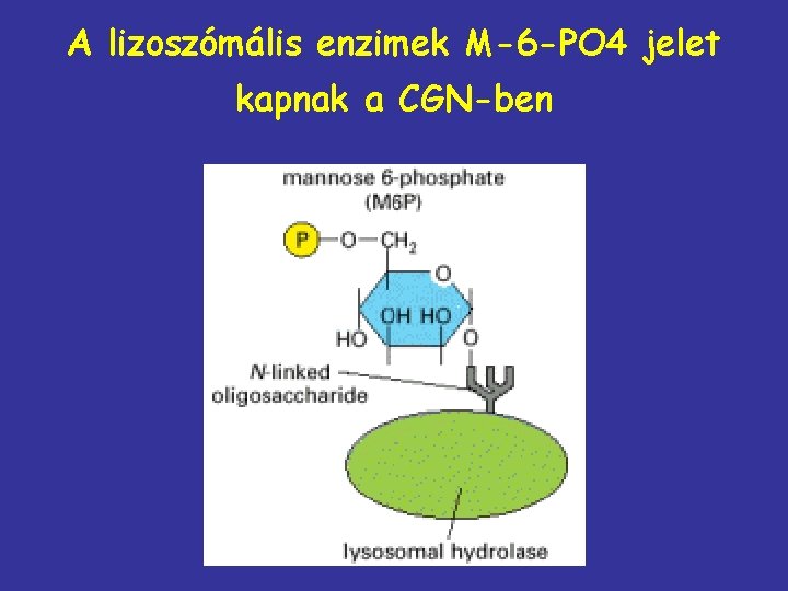 A lizoszómális enzimek M-6 -PO 4 jelet kapnak a CGN-ben 