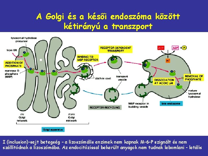 A Golgi és a késői endoszóma között kétirányú a transzport I (inclusion)-sejt betegség –