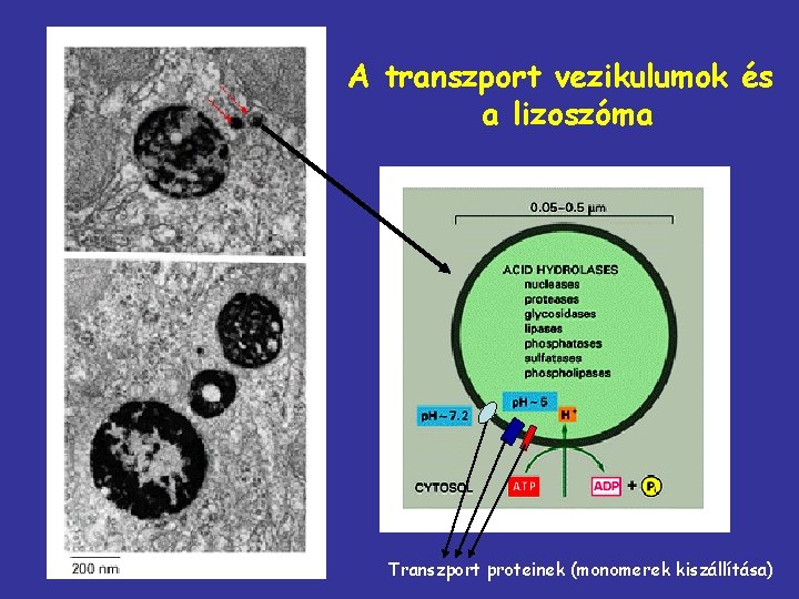 A transzport vezikulumok és a lizoszóma Transzport proteinek (monomerek kiszállítása) 