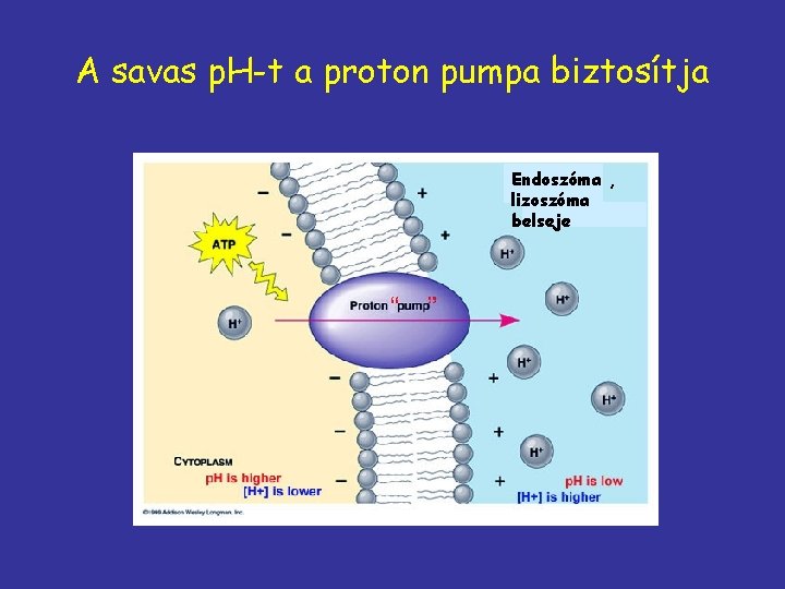 A savas p. H-t a proton pumpa biztosítja Endoszóma , lizoszóma belseje 