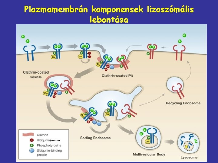 Plazmamembrán komponensek lizoszómális lebontása (mono) 