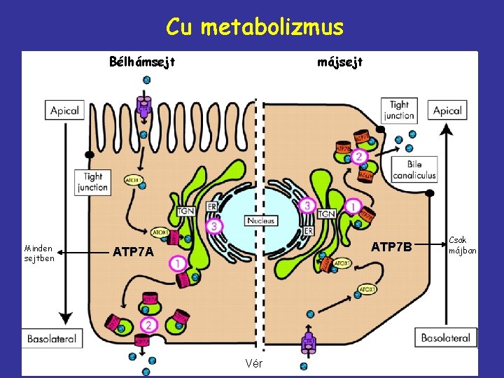 Cu metabolizmus Bélhámsejt Minden sejtben májsejt ATP 7 B ATP 7 A Vér Csak