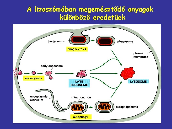 A lizoszómában megemésztődő anyagok különböző eredetűek 