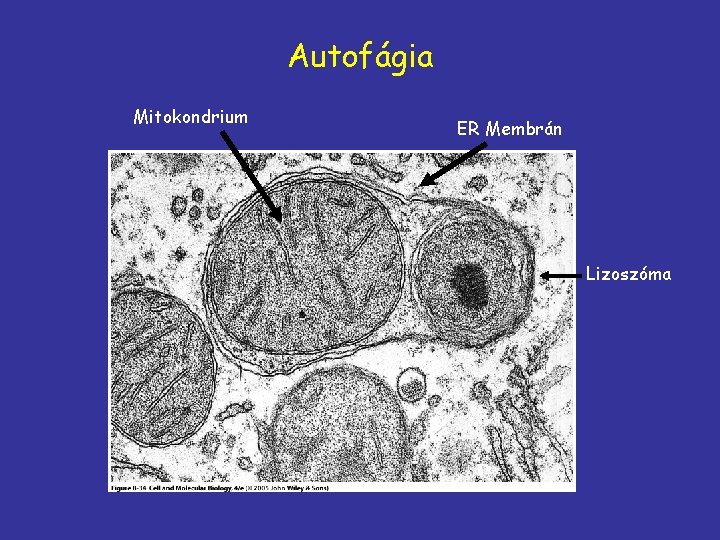 Autofágia Mitokondrium ER Membrán Lizoszóma 