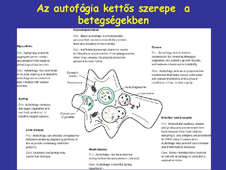 Az autofágia kettős szerepe a betegségekben 