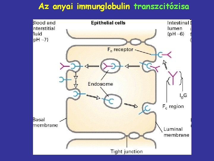 Az anyai immunglobulin transzcitózisa 