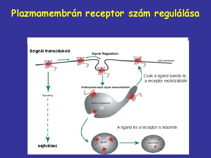 Plazmamembrán receptor szám regulálása Szignál transzdukció Csak a ligand bomlik le, a receptor reciklizálódik