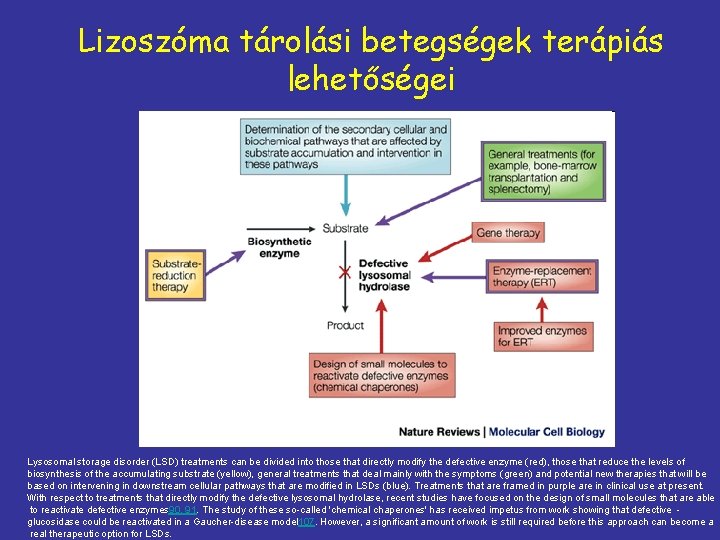 Lizoszóma tárolási betegségek terápiás lehetőségei Lysosomal storage disorder (LSD) treatments can be divided into