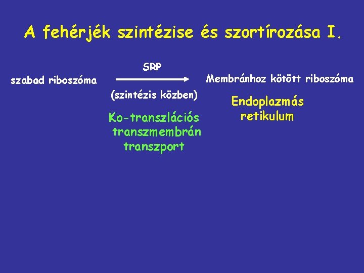 A fehérjék szintézise és szortírozása I. szabad riboszóma SRP (szintézis közben) Ko-transzlációs transzmembrán transzport