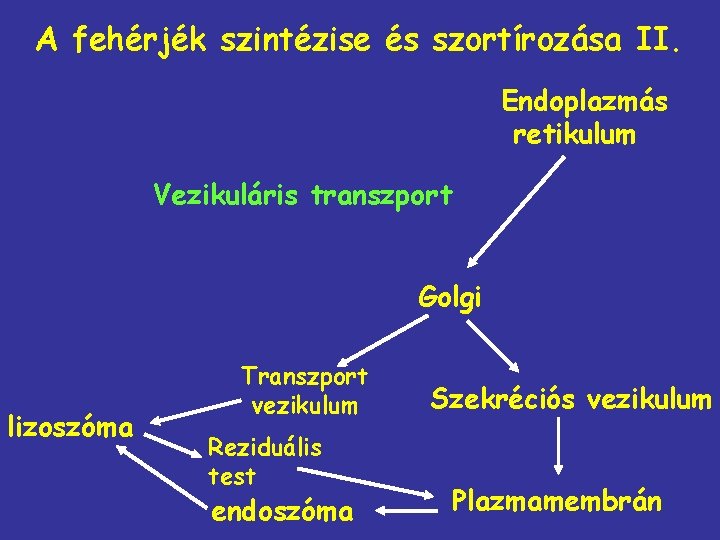 A fehérjék szintézise és szortírozása II. Endoplazmás retikulum Vezikuláris transzport Golgi lizoszóma Transzport vezikulum