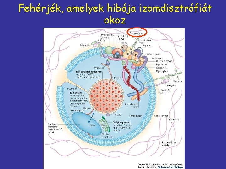 Fehérjék, amelyek hibája izomdisztrófiát okoz 