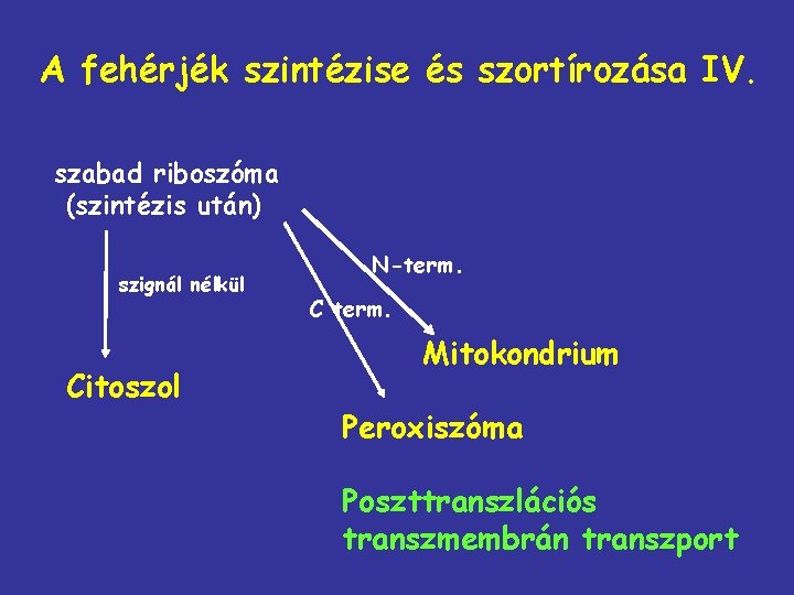 A fehérjék szintézise és szortírozása IV. szabad riboszóma (szintézis után) szignál nélkül Citoszol N-term.