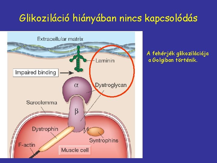 Glikoziláció hiányában nincs kapcsolódás A fehérjék glikozilációja a Golgiban történik. 