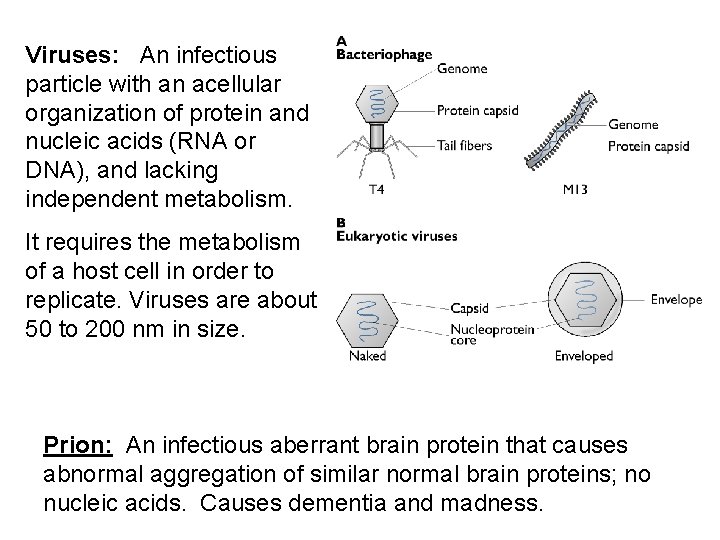Viruses: An infectious particle with an acellular organization of protein and nucleic acids (RNA