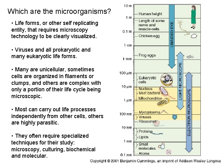 Which are the microorganisms? • Life forms, or other self replicating entity, that requires