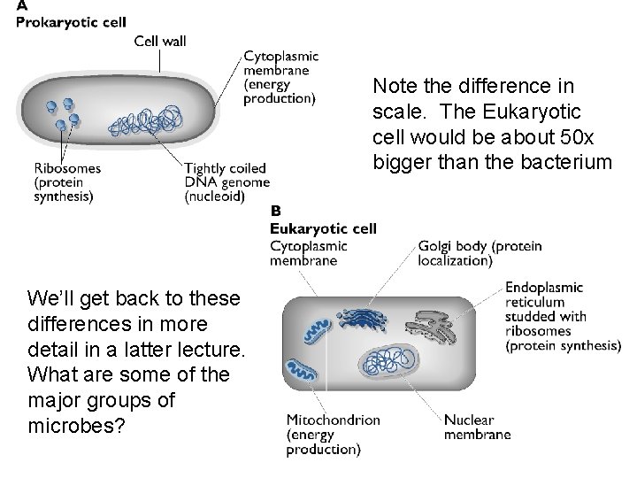 Note the difference in scale. The Eukaryotic cell would be about 50 x bigger