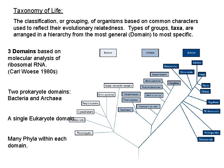 Taxonomy of Life: The classification, or grouping, of organisms based on common characters used