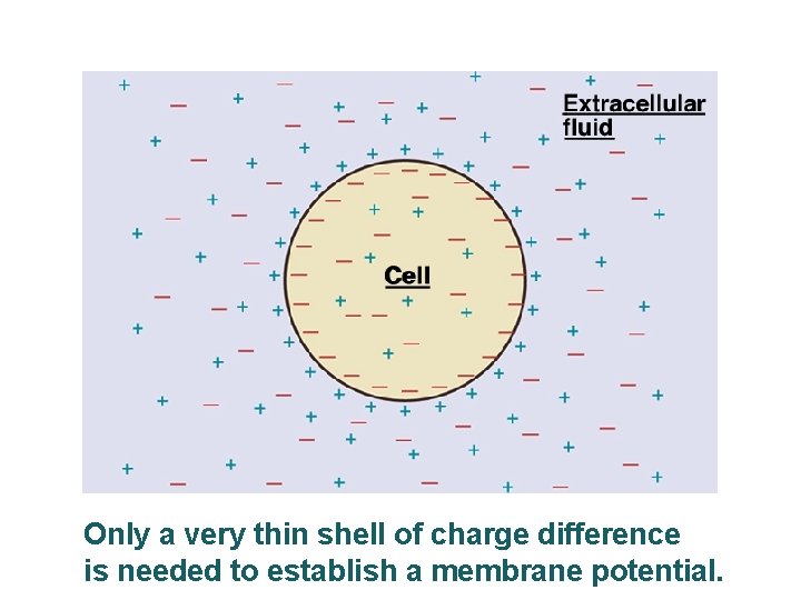 Only a very thin shell of charge difference is needed to establish a membrane