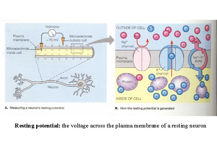 Resting potential: the voltage across the plasma membrane of a resting neuron 