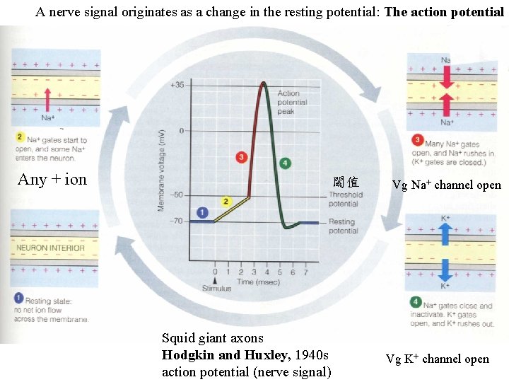 A nerve signal originates as a change in the resting potential: The action potential