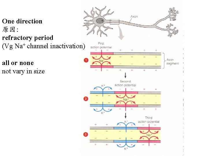 One direction 原因: refractory period (Vg Na+ channel inactivation) all or none not vary