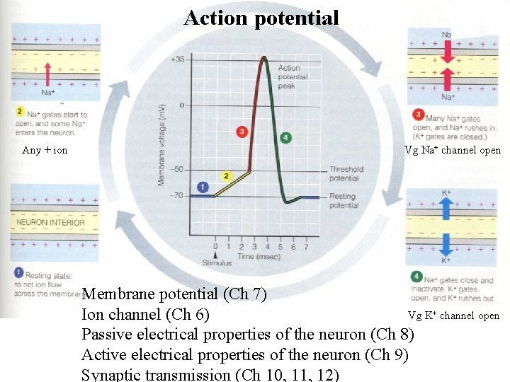 Action potential Any + ion Vg Na+ channel open Membrane potential (Ch 7) Vg