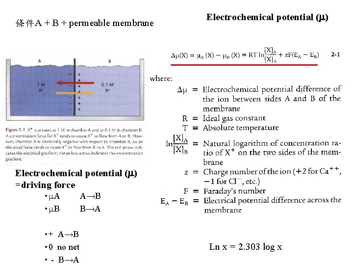 條件A + B + permeable membrane Electrochemical potential ( ) =driving force • A