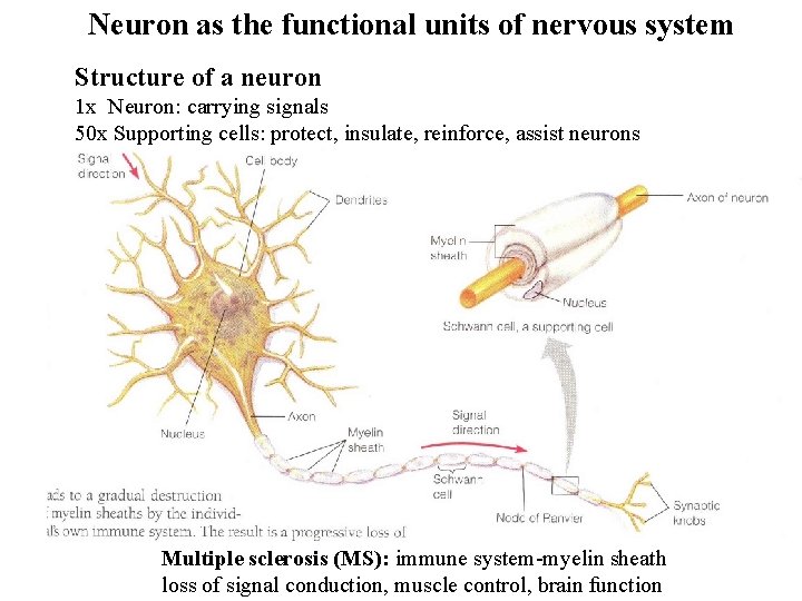 Neuron as the functional units of nervous system Structure of a neuron 1 x