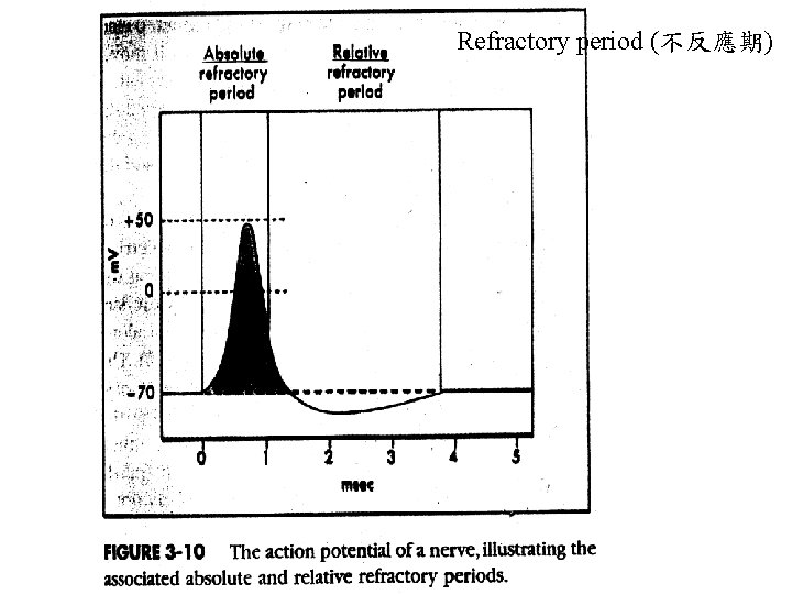 Refractory period (不反應期) 