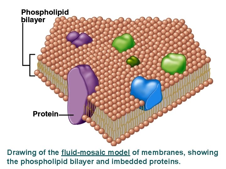 Drawing of the fluid-mosaic model of membranes, showing the phospholipid bilayer and imbedded proteins.