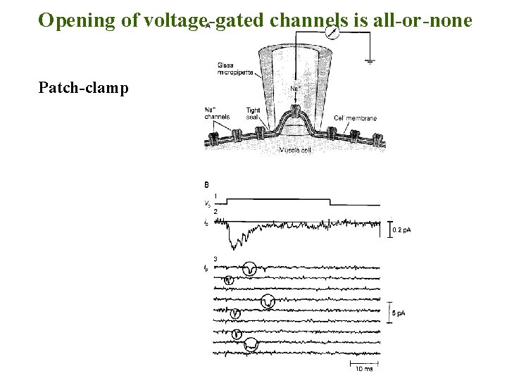 Opening of voltage-gated channels is all-or-none Patch-clamp 
