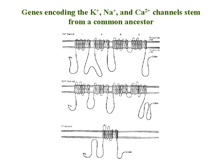 Genes encoding the K+, Na+, and Ca 2+ channels stem from a common ancestor