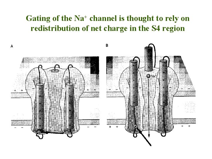 Gating of the Na+ channel is thought to rely on redistribution of net charge