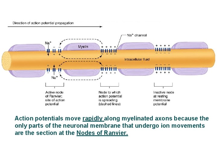 Action potentials move rapidly along myelinated axons because the only parts of the neuronal
