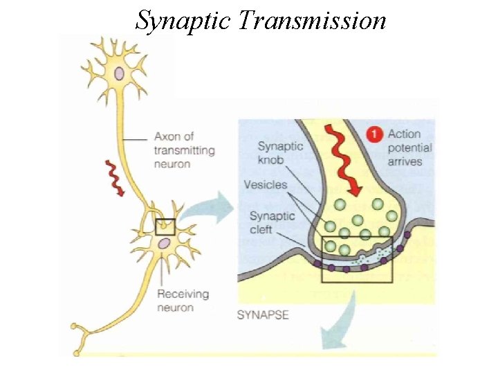 Synaptic Transmission 