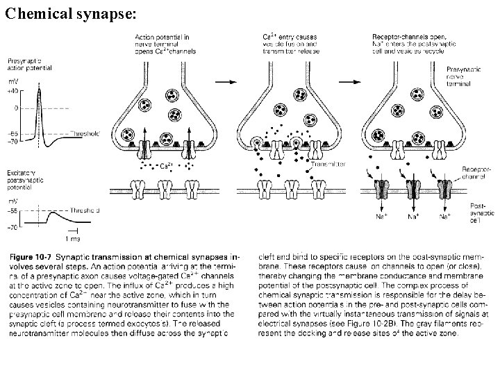 Chemical synapse: 