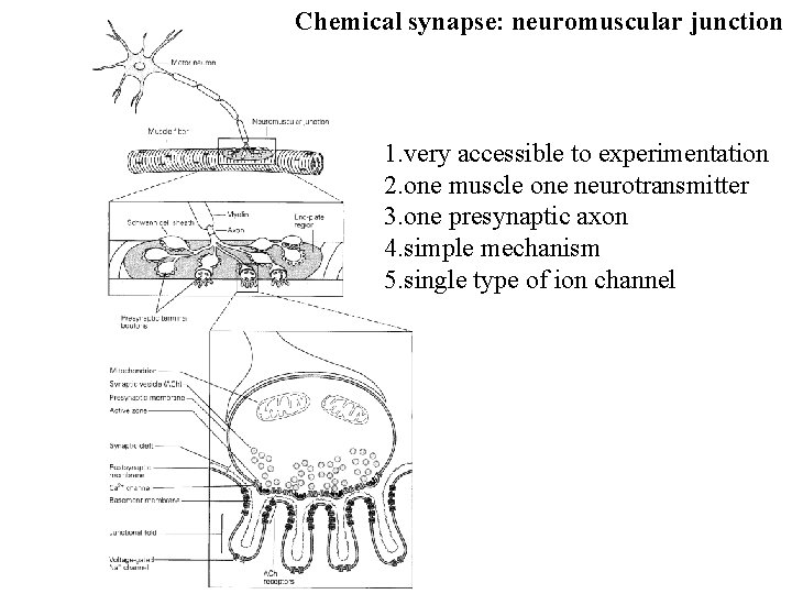 Chemical synapse: neuromuscular junction 1. very accessible to experimentation 2. one muscle one neurotransmitter