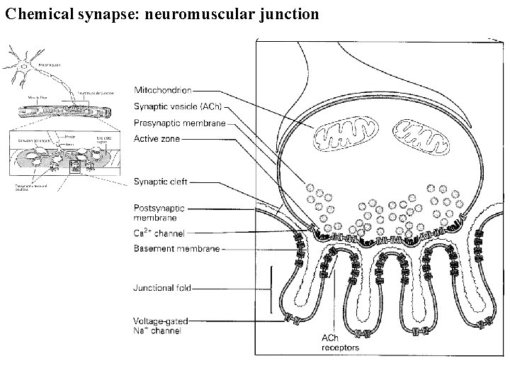 Chemical synapse: neuromuscular junction 
