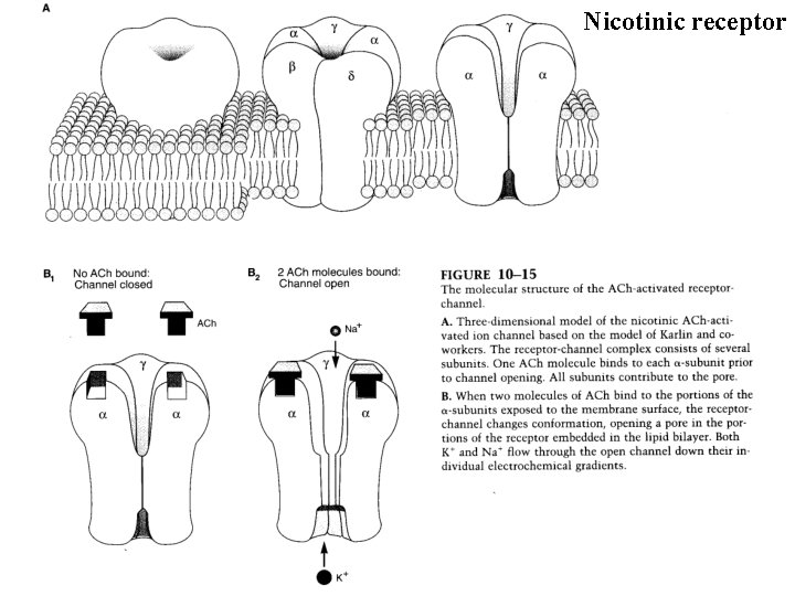 Nicotinic receptor 