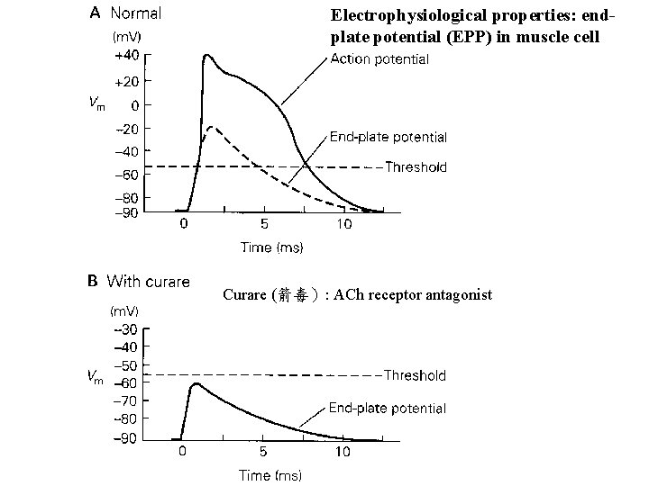 Electrophysiological properties: endplate potential (EPP) in muscle cell Curare (箭毒）: ACh receptor antagonist 