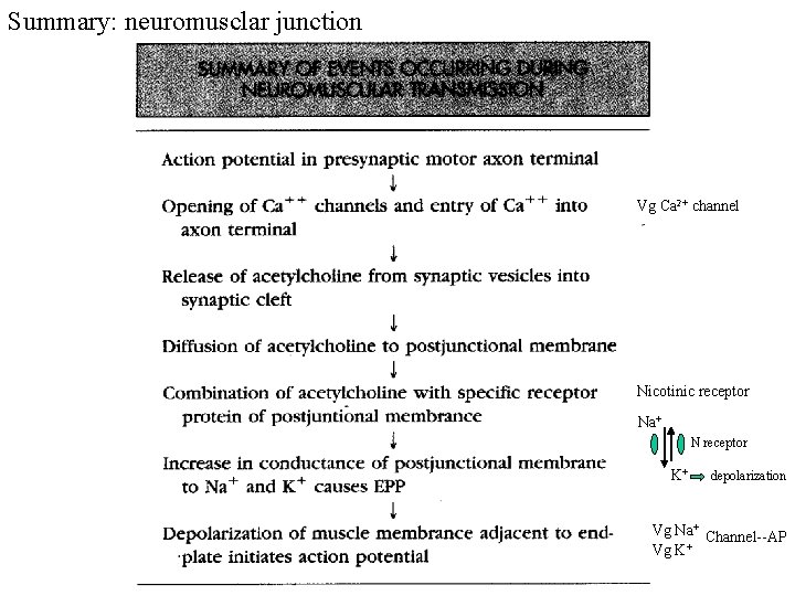 Summary: neuromusclar junction Vg Ca 2+ channel Nicotinic receptor Na+ N receptor K+ depolarization
