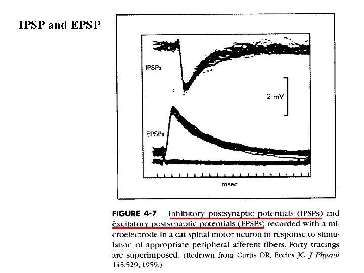 IPSP and EPSP 