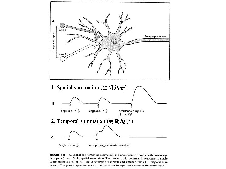 1. Spatial summation (空間總合) 2. Temporal summation (時間總合) 