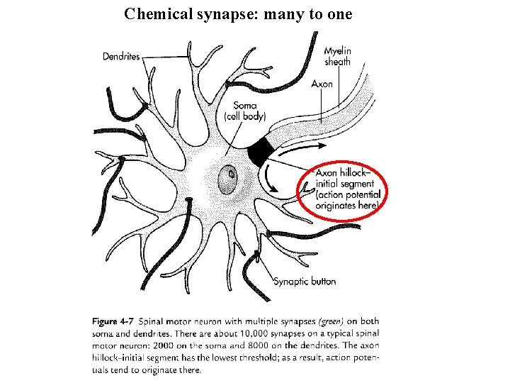 Chemical synapse: many to one 