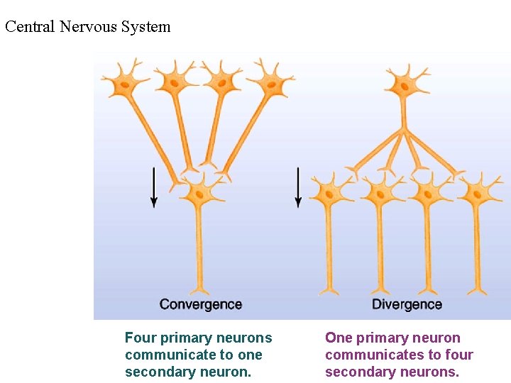 Central Nervous System Four primary neurons communicate to one secondary neuron. One primary neuron