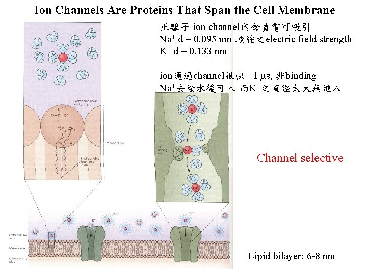 Ion Channels Are Proteins That Span the Cell Membrane 正離子 ion channel內含負電可吸引 Na+ d