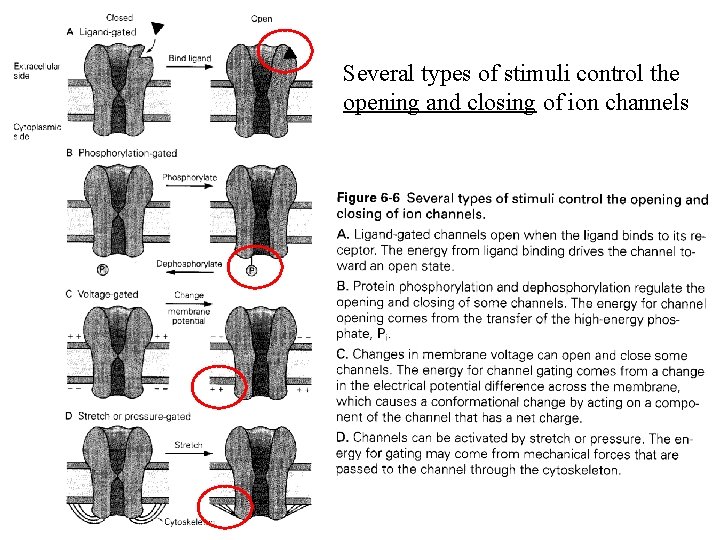 Several types of stimuli control the opening and closing of ion channels 