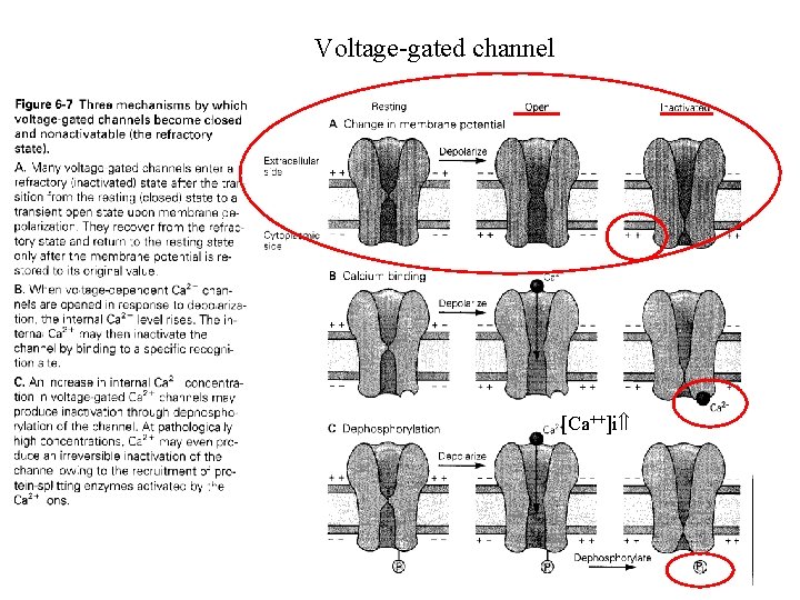 Voltage-gated channel [Ca++]i 