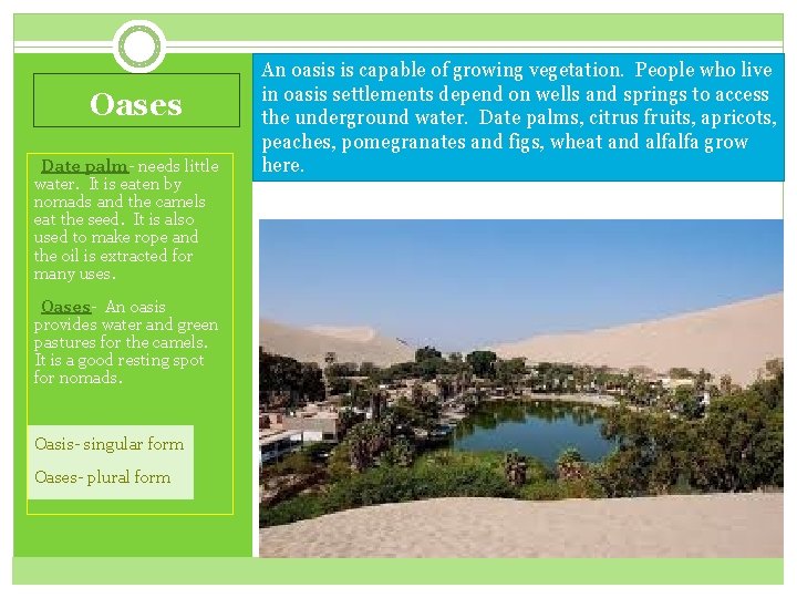 Oases §Date palm- needs little water. It is eaten by nomads and the camels